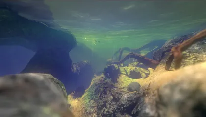 Feed and Grow: Fish 2